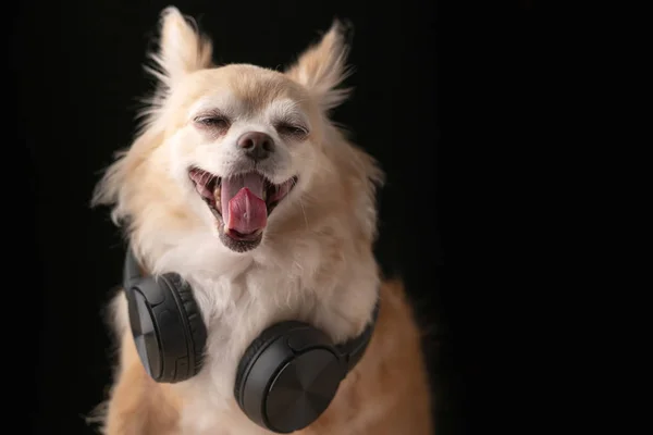 可愛い茶色の髪Chihuahua犬は黒の背景を撮影ヘッドフォン音楽リスニングスタジオの写真を着用 — ストック写真