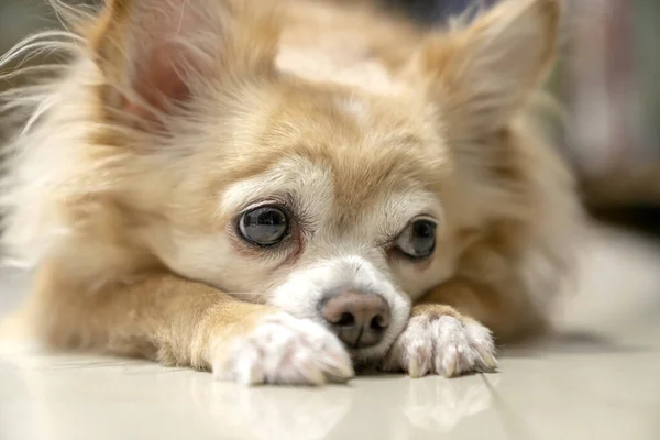 Langweiliger Brauner Pelziger Chihuahua Hund Wartet Auf Holz Vom Besitzer — Stockfoto