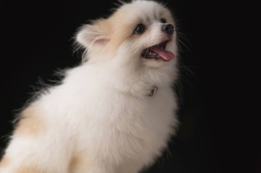 Beyaz renkli Pomeranya küçük köpeği rahatla stüdyo fotoshoot siyah renk arkaplanını izole et