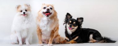 Bir grup parlak kahverengi saçlı chihuahua ve arkadaşı köpek birlikte oturup rahatlarlar. Beyaz arka planda çekim yaparlar.