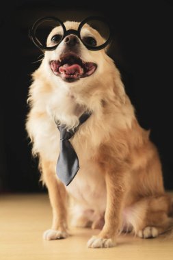 Şirin kahverengi chihuahua köpeği siyah gözlük takıyor ve siyah arka planda inek kravat takıyor.
