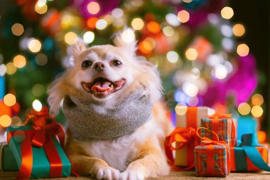Şirin kahverengi chihuahua küçük köpek otur hediye kutusunun yanında rahatla ve Noel ağacı şenlikli arka plan konsepti