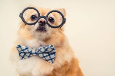 Sevimli kucak köpeği beyaz kahverengi saçlı gözlüklü chihuahua rahatla stüdyo çekimlerinde papyonlu ve arka plan renginde.