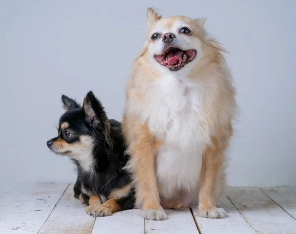 Braune Und Schwarze Freundliche Chihuahua Hunde Nahaufnahme Weißer Wandhintergrund — Stockfoto