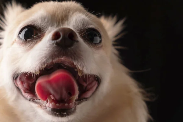Nahaufnahme Niedlich Braune Haare Chihuahua Hund Schwarzen Hintergrund — Stockfoto
