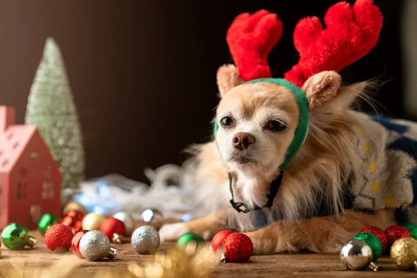 Schattig Bruin Kleur Chihuahua Kleine Hond Zitten Ontspannen Buurt Huidige — Stockfoto