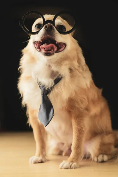 Cute Brown Chihuahua Dog Wear Black Glasses Neck Tie Nerd — Stock Photo, Image