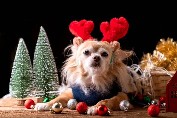 かわいい茶色の色Chihuahua小さな犬は現在のギフトボックスとクリスマスツリーのお祝いの背景コンセプトの近くにリラックス座っている — ストック写真