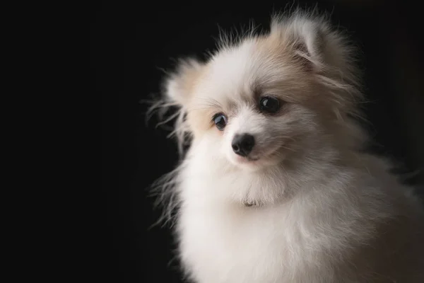 Blanco Color Pomeranian Pequeño Perro Relajarse Estudio Photoshoot Aislar Negro — Foto de Stock