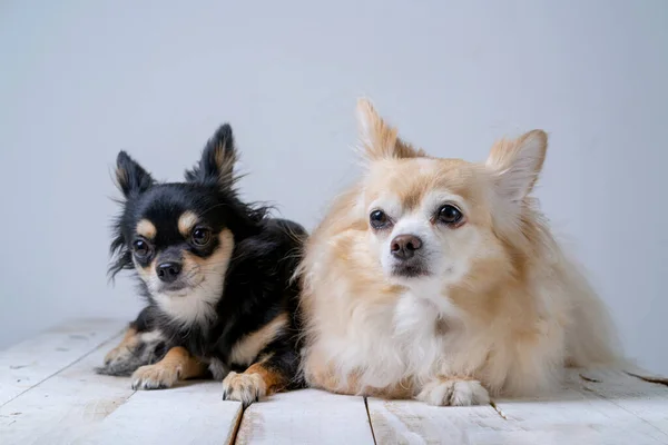 Braune Und Schwarze Freundliche Chihuahua Hunde Nahaufnahme Weißer Wandhintergrund — Stockfoto