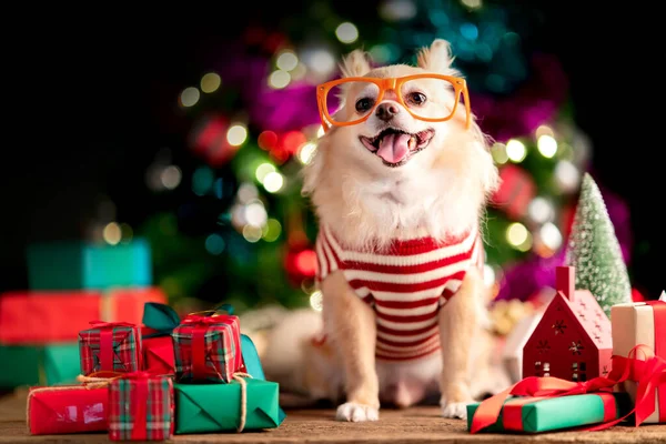 Aranyos Barna Chihuahua Kutya Boldog Visel Karácsonyi Jelmez Díszítő Karácsonyfa — Stock Fotó