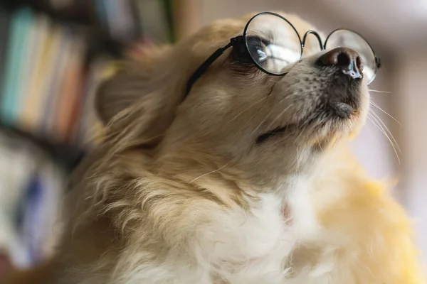 Niedlichen Braunen Haaren Chihuahua Glück Tragen Brille Täuschen Clevere Lustige — Stockfoto