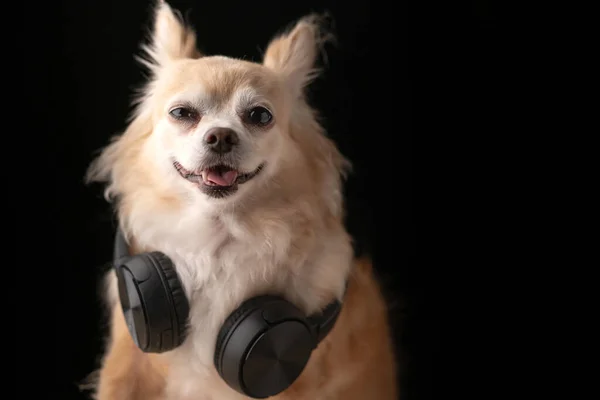 Schattig Bruin Kleur Haar Chihuahua Hond Dragen Koptelefoon Muziek Luisteren — Stockfoto