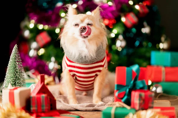Schattig Bruin Chihuahua Hond Gelukkig Dragen Kerstmis Kostuum Met Versieren — Stockfoto