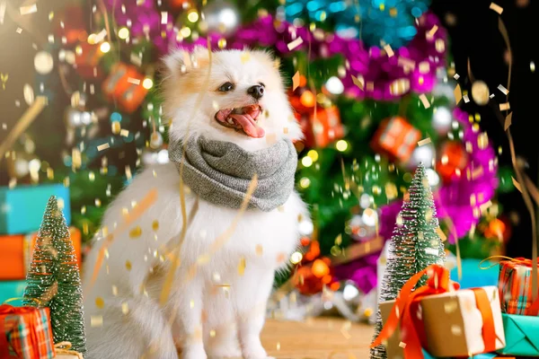 かわいい白い色の小さな犬は現在のギフトボックスとクリスマスツリーのお祝いの背景コンセプトの近くにリラックス座っている — ストック写真