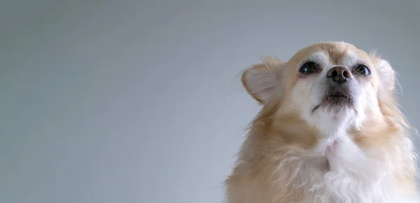 Kahverengi Dost Chihuahua Köpeği Beyaz Duvar Arkasını Kapatın — Stok fotoğraf