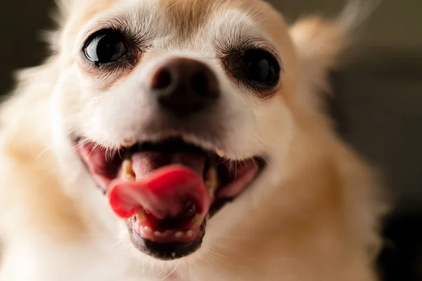 Nahaufnahme Niedlich Braune Haare Chihuahua Hund Schwarzen Hintergrund — Stockfoto