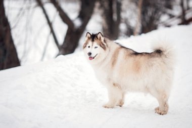 Ormanda kışın Sibirya Husky 'si