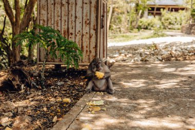 Endonezya, Bali 'de bir parkta maymunlar