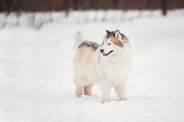 Husky Siberiano Bosque Invierno —  Fotos de Stock