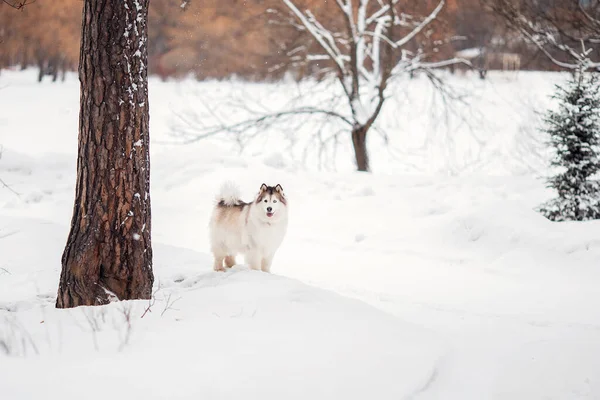 Husky Siberiano Bosque Invierno —  Fotos de Stock