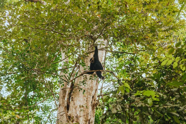 Gibbon Monkey Sitting Branch Jungle — Stock Photo, Image