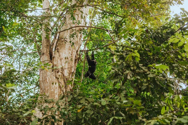 Gibbon Macaco Sentado Ramo Selva — Fotografia de Stock