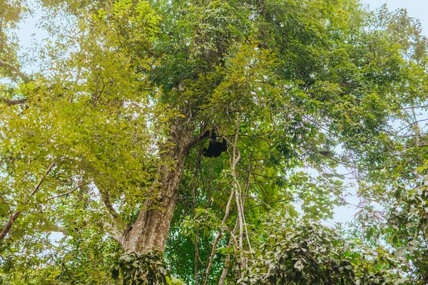 Gibbon maymunu ormanda bir dalda oturuyor.