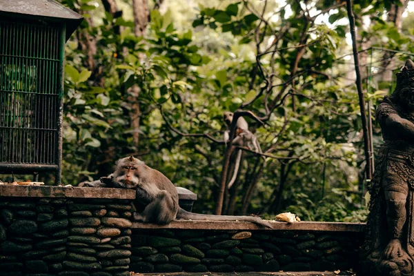 Monos Parque Bali Indonesia — Foto de Stock