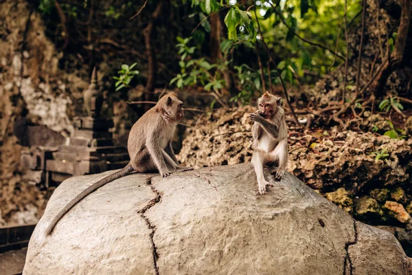 Affen Einem Park Bali Indonesien — Stockfoto