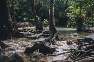 Dağ nehri, ormandaki erawan şelalesi, suda büyük kökleri olan ağaçlar.