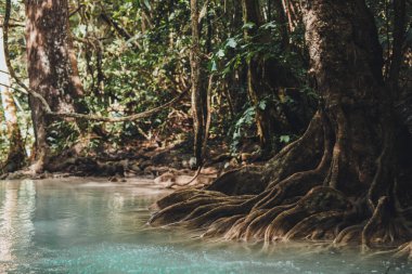 Dağ nehri, ormandaki erawan şelalesi, suda büyük kökleri olan ağaçlar.