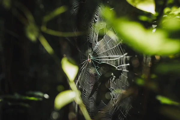 Spider sits on a web in the forest, image with selective focus and toning.