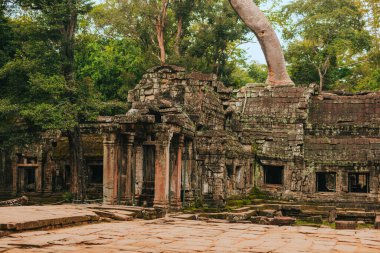 Angkor 'daki Ta Prohm tapınağı, Kamboçya' nın Siem Reap 'i, dev bir ağaç tarafından kucaklandı..