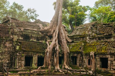 Angkor 'daki Ta Prohm tapınağı, Kamboçya' nın Siem Reap 'i, dev bir ağaç tarafından kucaklandı..