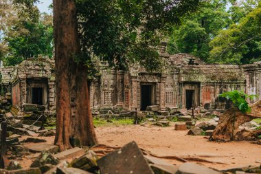 Angkor 'daki Ta Prohm tapınağı, Kamboçya' nın Siem Reap 'i, dev bir ağaç tarafından kucaklandı..