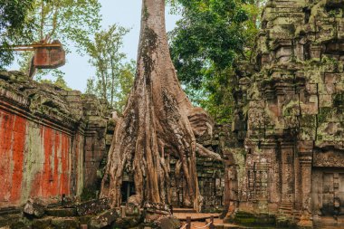 Angkor 'daki Ta Prohm tapınağı, Kamboçya' nın Siem Reap 'i, dev bir ağaç tarafından kucaklandı..