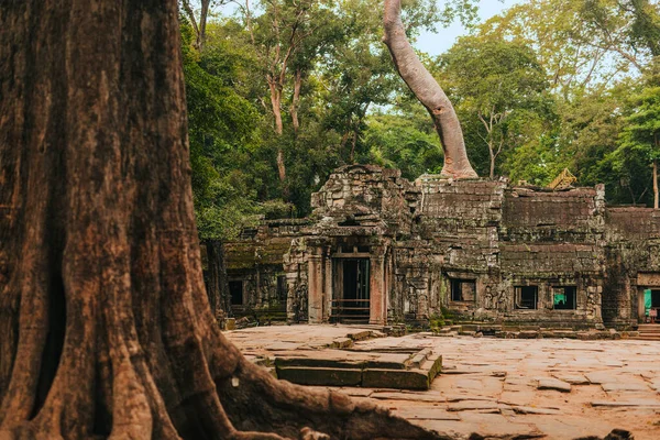 Prohm Tempel Angkor Siem Reap Van Cambodja Omarmd Door Een — Stockfoto