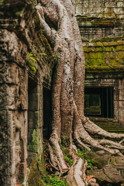Angkor 'daki Ta Prohm tapınağı, Kamboçya' nın Siem Reap 'i, dev bir ağaç tarafından kucaklandı..