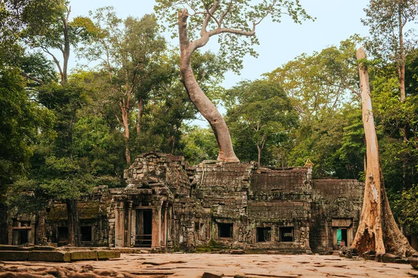 Prohm Templo Angkor Siem Reap Camboja Abraçado Por Uma Árvore — Fotografia de Stock