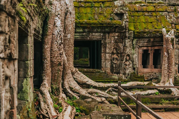 Angkor 'daki Ta Prohm tapınağı, Kamboçya' nın Siem Reap 'i, dev bir ağaç tarafından kucaklandı..