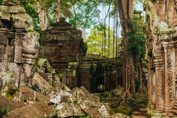 Prohm Temple Angkor Siem Reap Cambodia Embraced Giant Tree — Stock Photo, Image