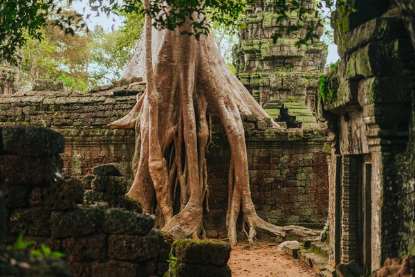 Prohm Templo Angkor Siem Reap Camboja Abraçado Por Uma Árvore — Fotografia de Stock