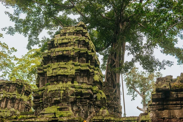 Angkor Daki Prohm Tapınağı Kamboçya Nın Siem Reap Dev Bir — Stok fotoğraf