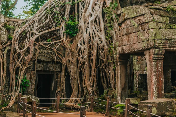 Angkor Daki Prohm Tapınağı Kamboçya Nın Siem Reap Dev Bir — Stok fotoğraf