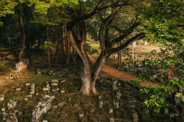 Angkor, Arkeoloji Parkı, Siem Reap, Kamboçya 'nın güzel manzaraları