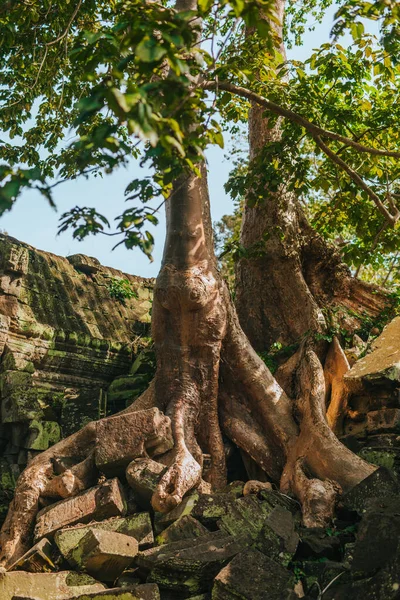 Belles Vues Sur Angkor Parc Archéologique Siem Reap Cambodge — Photo