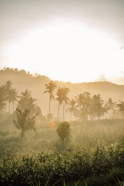 Endonezya, Bali 'de gün doğumunda pirinç teraslarının manzarası