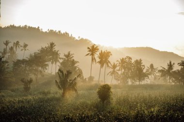 Endonezya, Bali 'de gün doğumunda pirinç teraslarının manzarası