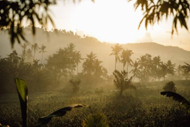 Endonezya, Bali 'de gün doğumunda pirinç teraslarının manzarası